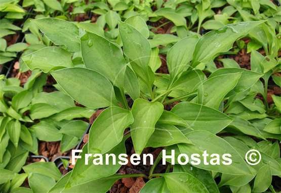 Hosta Tears of the Sun